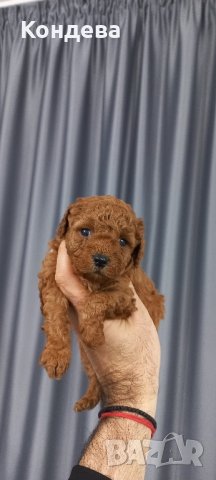  Пуделче/пудели, снимка 6 - Пудели - 40955310