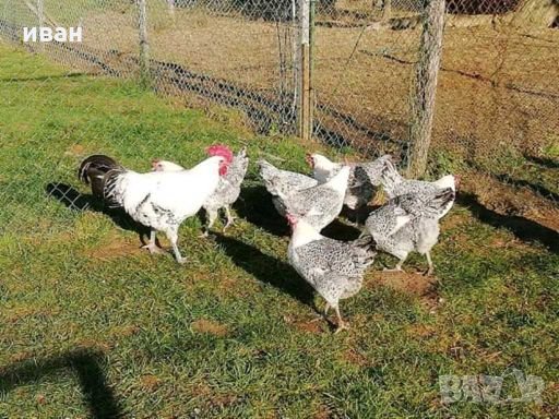 Сребърно Брезе-разплодни яйца, снимка 8 - Кокошки и пуйки - 27645537