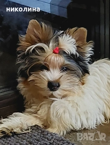 продавам йоркширски териери 