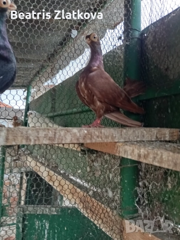 продавам гълъби, снимка 8 - Гълъби - 52593056