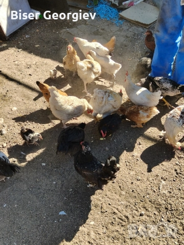 джинки различни цветове млади мъжки и женски , снимка 10 - За птици - 51853244