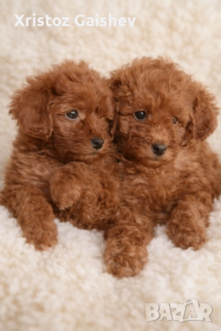 Той пуделчета 