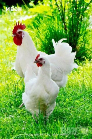 Бяло Брезе-оплодени яйца,_много добра носачка 250 _280 яйца до 70 грама с уникално вкусно месо , снимка 1 - Кокошки и пуйки - 24127501