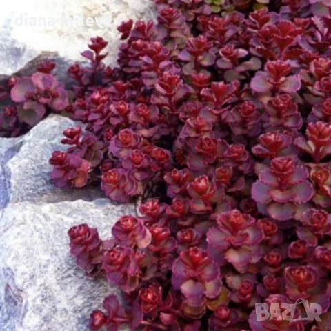 Червен седум Пурпурна Зима, Sedum spirium " Purpur Winter ", снимка 1 - Градински цветя и растения - 46784135