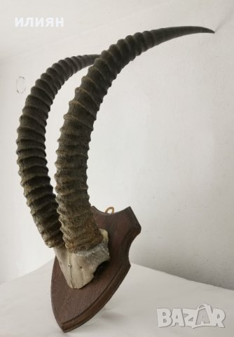 Уникален трофей  рога   антилопа Сейбъл. , снимка 7 - Други - 40656100