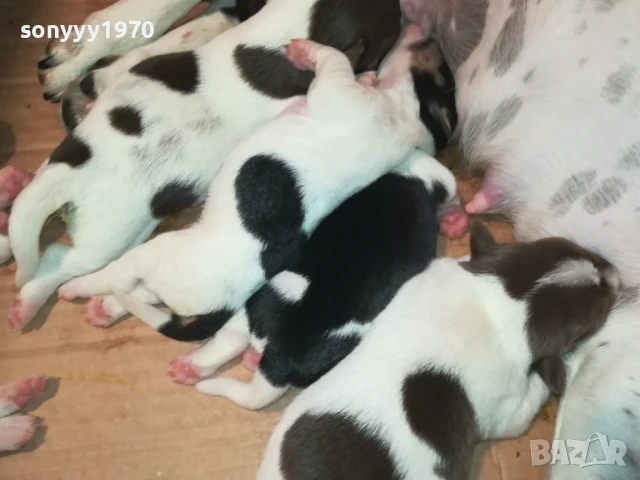 ДЖАК РЪСЕЛ 1808251737, снимка 2 - Джак ръсел териер - 51407475