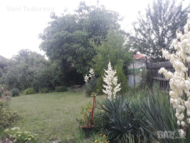 Продавам юка, снимка 2 - Градински цветя и растения - 44063778