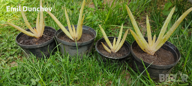 Алое Вера Aloe vera