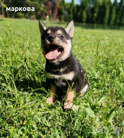 шиба ину, снимка 2 - Шиба ину - 52509787