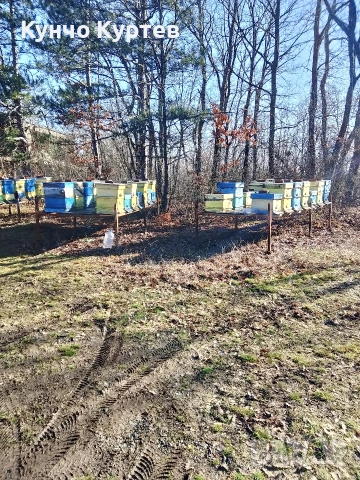 пчелни кошери, снимка 2 - За пчели - 53523937