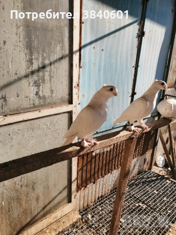Сатинети , снимка 2 - Гълъби - 52913225