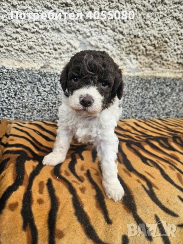 Лагото Романьоло 