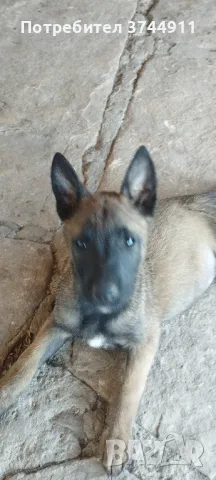 Продавам Белгийска овчарка-Малиноа.Три женски., снимка 1