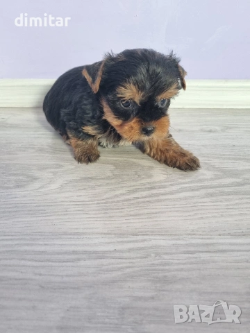 Йоркшир териер , снимка 13 - Йоркширски териер - 53053770