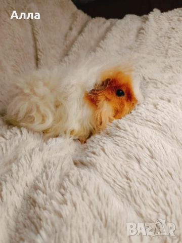Соски свинчета альпако. С дълга къдрава коса. , снимка 4 - Морски свинчета - 52861716
