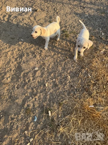 Подарявам кученца , снимка 1