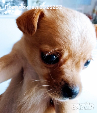 ПРОДАВАМ  ЖЕНСКО ПИНЧЕРЧЕ  НА 2- М. , снимка 5 - Пинчер - 52945918