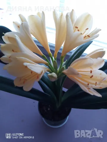 ЖЪЛТА КЛИВИЯ, АЛОЕ ARBORESCENS И АЛОЕ BARBADENSIS., снимка 4 - Стайни растения - 49868477