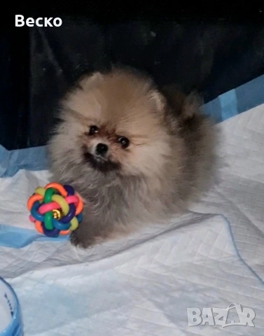 Померан мини женски , снимка 8 - Померан - 53158238