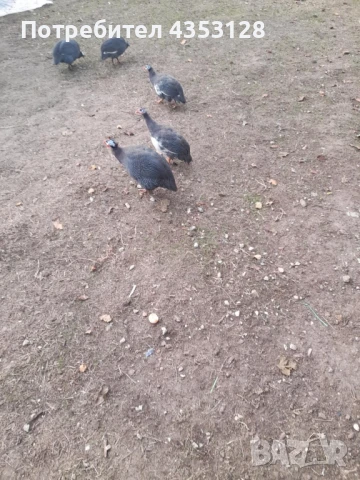 Пуики и Токачки, снимка 3 - други­ - 51282132