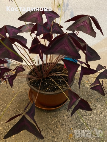 Лилава Детелина , снимка 2 - Стайни растения - 52578558