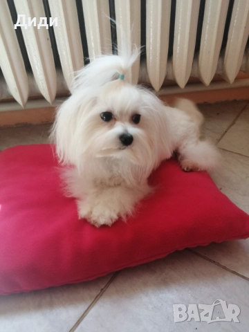 Малтийска болонка, снимка 5 - Болонка - 52698880