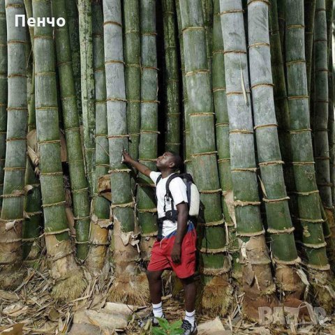 40 броя редки бамбукови семена зелен бамбук Moso-Bamboo Pla мосо бамбо растение декорация украса за , снимка 1 - Сортови семена и луковици - 27687066