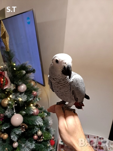 Папагал кралско жако, снимка 11 - Папагали - 52735318