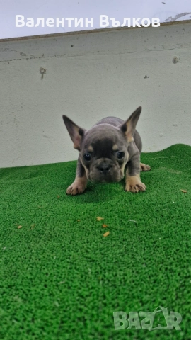 Продавам две  френски булдочета, снимка 5 - Френски булдог - 52897524