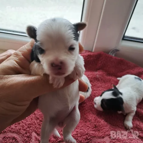 Йоркширски териер, Бивер , снимка 7 - Йоркширски териер - 42851993