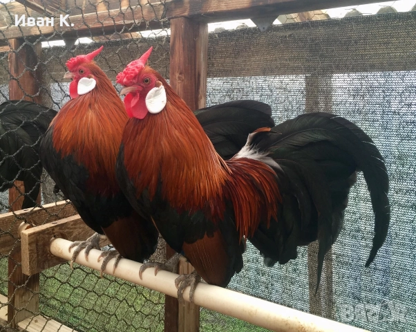 Продавам златен Розкомб., снимка 13 - Кокошки и пуйки - 44995697