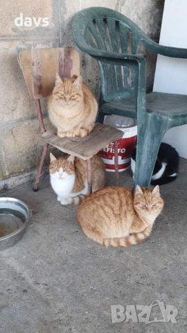 Рижави котета на 6 мес. търсят дом, снимка 7 - Други - 53116819