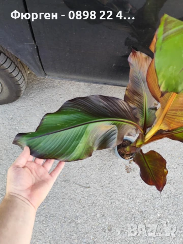 Банановото дърво на Абисиния - Червен Банан  или етиопски банан, снимка 7 - Разсади - 51148767