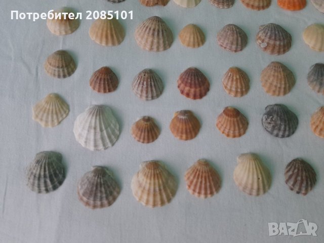 Морски миди перлички, снимка 2 - Декорация за дома - 43957419