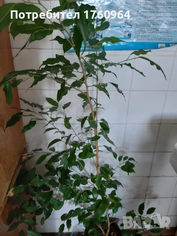 Фикус "Бенжамин"