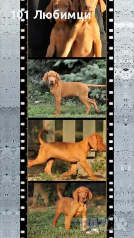 Унгарски визли