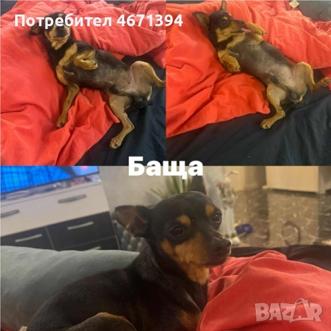 Немски пинчери на 2 месеца, снимка 6 - Пинчер - 52682821