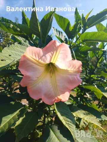 комплект 3 бр ангелски тромпет , снимка 3 - Стайни растения - 52420549