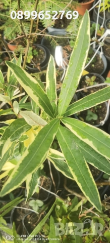 Олеандър Розов, снимка 2 - Градински цветя и растения - 52080100