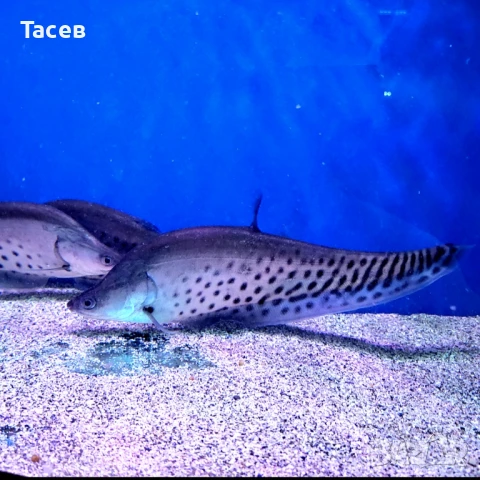 Читала роял 16см, снимка 1