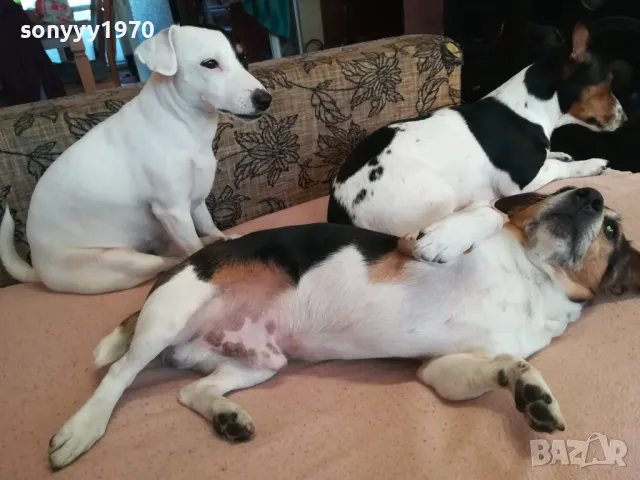 ДЖАК РЪСЕЛ ВИДИН-КУПУВАМЕ КУЧЕ 0104251735, снимка 18 - Джак ръсел териер - 49728785