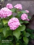 Хортензия ,Розова , снимка 1