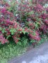 Декоративен храст- Вайгела, снимка 5