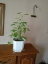 Цвете индрише, на 3 години  много здрав екземпляр, в саксия, снимка 3