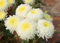 Продавам хризантеми – корени със стъбло за есенно засаждане, снимка 1
