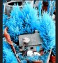 100 бр. семена кипарис синя елха бор сини иглолистни кипарисови дървета бонсай екзотични за декораци, снимка 18