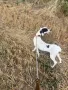 Английски пойнтер, снимка 2