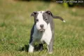 *Американски Стафордшир Териер бебета с FCI родословие- Jordan Staff Kennel*, снимка 12