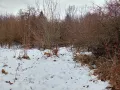 Дворно място/ Парцел 1000 кв.м, снимка 3