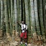 40 броя редки бамбукови семена зелен бамбук Moso-Bamboo Pla мосо бамбо растение декорация украса за , снимка 1